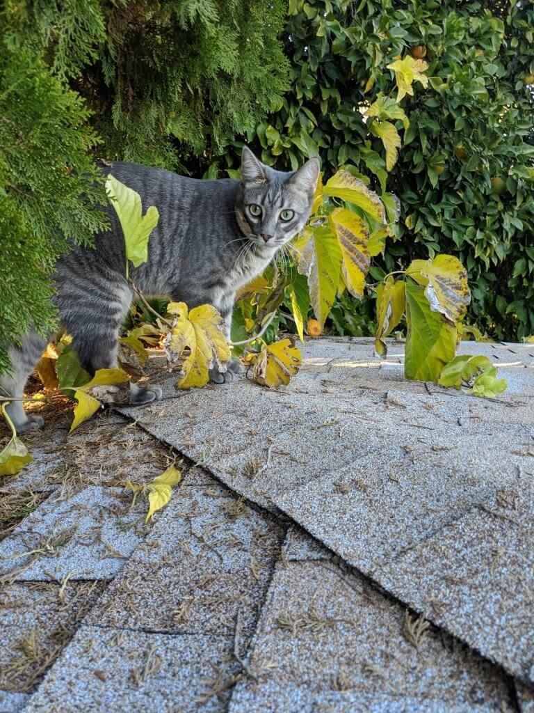 Nikoli Cat on Roof